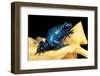 Dendrobates Azureus (Blue Poison Dart Frog)-Paul Starosta-Framed Photographic Print