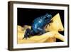 Dendrobates Azureus (Blue Poison Dart Frog)-Paul Starosta-Framed Photographic Print