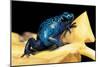 Dendrobates Azureus (Blue Poison Dart Frog)-Paul Starosta-Mounted Photographic Print