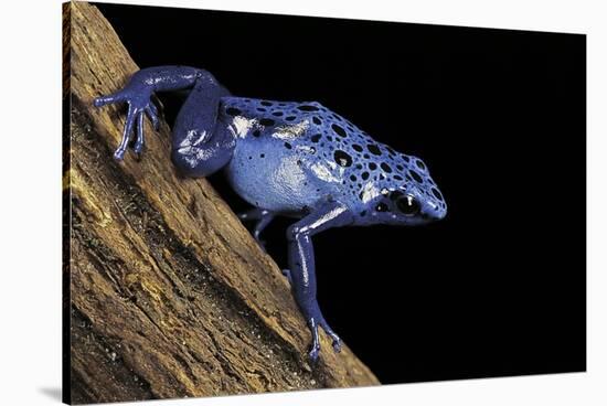 Dendrobates Azureus (Blue Poison Dart Frog)-Paul Starosta-Stretched Canvas