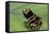 Dendrobates Leucomelas (Yellow-Banded Poison Dart Frog)-Paul Starosta-Framed Stretched Canvas