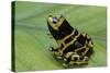 Dendrobates Leucomelas (Yellow-Banded Poison Dart Frog)-Paul Starosta-Stretched Canvas