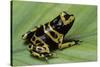 Dendrobates Leucomelas (Yellow-Banded Poison Dart Frog)-Paul Starosta-Stretched Canvas