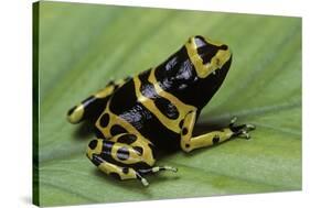 Dendrobates Leucomelas (Yellow-Banded Poison Dart Frog)-Paul Starosta-Stretched Canvas