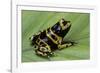 Dendrobates Leucomelas (Yellow-Banded Poison Dart Frog)-Paul Starosta-Framed Premium Photographic Print
