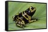 Dendrobates Leucomelas (Yellow-Banded Poison Dart Frog)-Paul Starosta-Framed Stretched Canvas