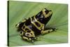 Dendrobates Leucomelas (Yellow-Banded Poison Dart Frog)-Paul Starosta-Stretched Canvas