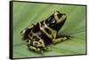 Dendrobates Leucomelas (Yellow-Banded Poison Dart Frog)-Paul Starosta-Framed Stretched Canvas