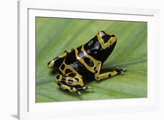 Dendrobates Leucomelas (Yellow-Banded Poison Dart Frog)-Paul Starosta-Framed Photographic Print