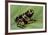 Dendrobates Leucomelas (Yellow-Banded Poison Dart Frog)-Paul Starosta-Framed Photographic Print