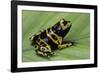 Dendrobates Leucomelas (Yellow-Banded Poison Dart Frog)-Paul Starosta-Framed Photographic Print