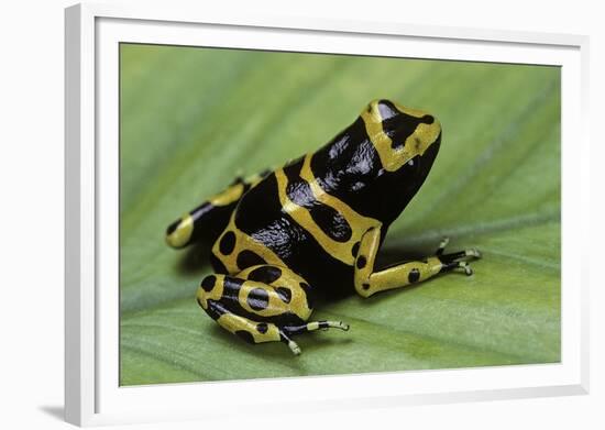 Dendrobates Leucomelas (Yellow-Banded Poison Dart Frog)-Paul Starosta-Framed Photographic Print