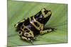 Dendrobates Leucomelas (Yellow-Banded Poison Dart Frog)-Paul Starosta-Mounted Photographic Print