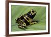 Dendrobates Leucomelas (Yellow-Banded Poison Dart Frog)-Paul Starosta-Framed Photographic Print