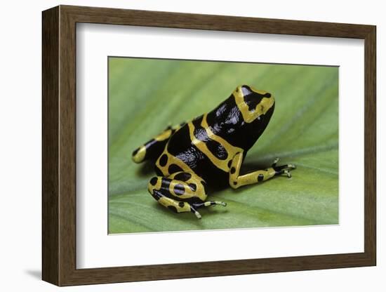 Dendrobates Leucomelas (Yellow-Banded Poison Dart Frog)-Paul Starosta-Framed Photographic Print