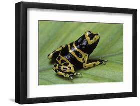 Dendrobates Leucomelas (Yellow-Banded Poison Dart Frog)-Paul Starosta-Framed Photographic Print