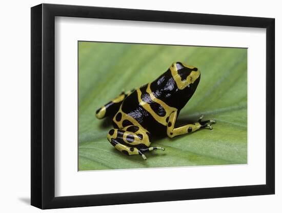 Dendrobates Leucomelas (Yellow-Banded Poison Dart Frog)-Paul Starosta-Framed Photographic Print