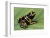 Dendrobates Leucomelas (Yellow-Banded Poison Dart Frog)-Paul Starosta-Framed Photographic Print