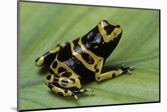 Dendrobates Leucomelas (Yellow-Banded Poison Dart Frog)-Paul Starosta-Mounted Photographic Print