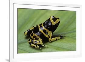 Dendrobates Leucomelas (Yellow-Banded Poison Dart Frog)-Paul Starosta-Framed Photographic Print