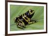 Dendrobates Leucomelas (Yellow-Banded Poison Dart Frog)-Paul Starosta-Framed Photographic Print