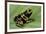Dendrobates Leucomelas (Yellow-Banded Poison Dart Frog)-Paul Starosta-Framed Photographic Print