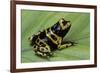 Dendrobates Leucomelas (Yellow-Banded Poison Dart Frog)-Paul Starosta-Framed Photographic Print