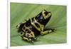 Dendrobates Leucomelas (Yellow-Banded Poison Dart Frog)-Paul Starosta-Framed Photographic Print