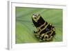 Dendrobates Leucomelas (Yellow-Banded Poison Dart Frog)-Paul Starosta-Framed Photographic Print