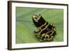 Dendrobates Leucomelas (Yellow-Banded Poison Dart Frog)-Paul Starosta-Framed Photographic Print