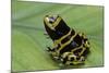 Dendrobates Leucomelas (Yellow-Banded Poison Dart Frog)-Paul Starosta-Mounted Photographic Print