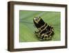 Dendrobates Leucomelas (Yellow-Banded Poison Dart Frog)-Paul Starosta-Framed Photographic Print