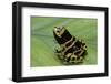 Dendrobates Leucomelas (Yellow-Banded Poison Dart Frog)-Paul Starosta-Framed Photographic Print