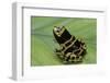 Dendrobates Leucomelas (Yellow-Banded Poison Dart Frog)-Paul Starosta-Framed Photographic Print