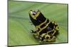 Dendrobates Leucomelas (Yellow-Banded Poison Dart Frog)-Paul Starosta-Mounted Photographic Print