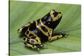 Dendrobates Leucomelas (Yellow-Banded Poison Dart Frog)-Paul Starosta-Stretched Canvas