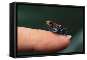 Dendrobates Reticulatus-DLILLC-Framed Stretched Canvas