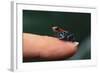 Dendrobates Reticulatus-DLILLC-Framed Photographic Print