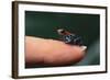 Dendrobates Reticulatus-DLILLC-Framed Photographic Print