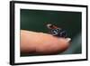 Dendrobates Reticulatus-DLILLC-Framed Photographic Print