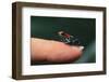 Dendrobates Reticulatus-DLILLC-Framed Photographic Print