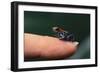 Dendrobates Reticulatus-DLILLC-Framed Photographic Print