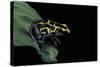 Dendrobates Tinctorius (Dyeing Poison Dart Frog)-Paul Starosta-Stretched Canvas