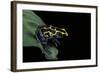 Dendrobates Tinctorius (Dyeing Poison Dart Frog)-Paul Starosta-Framed Photographic Print