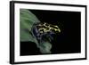 Dendrobates Tinctorius (Dyeing Poison Dart Frog)-Paul Starosta-Framed Photographic Print