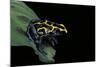 Dendrobates Tinctorius (Dyeing Poison Dart Frog)-Paul Starosta-Mounted Photographic Print