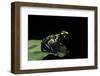 Dendrobates Tinctorius (Dyeing Poison Dart Frog)-Paul Starosta-Framed Photographic Print