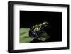 Dendrobates Tinctorius (Dyeing Poison Dart Frog)-Paul Starosta-Framed Photographic Print