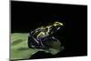 Dendrobates Tinctorius (Dyeing Poison Dart Frog)-Paul Starosta-Mounted Photographic Print