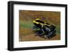 Dendrobates Tinctorius (Dyeing Poison Dart Frog)-Paul Starosta-Framed Photographic Print